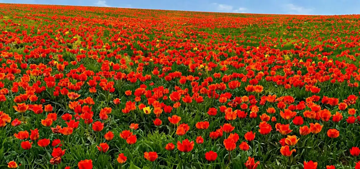 МЕЖДУНАРОДНЫЙ ФЕСТИВАЛЬ «НАСЛЕДИЕ ТЮЛЬПАНА»